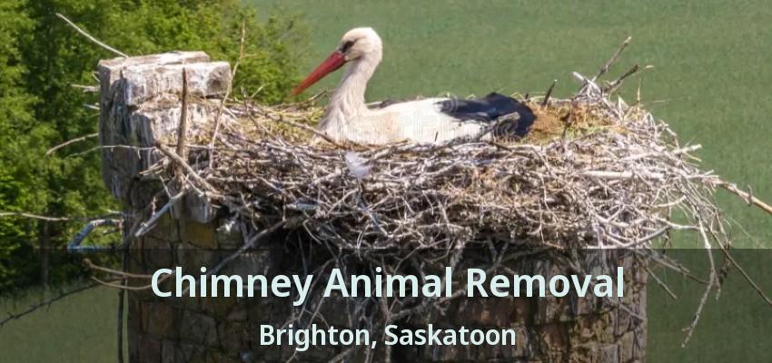 Chimney Animal Removal Brighton, Saskatoon - SK